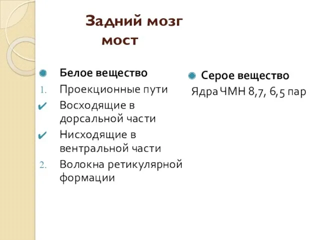 Задний мозг мост Белое вещество Проекционные пути Восходящие в дорсальной