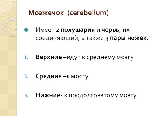 Мозжечок (cerebellum) Имеет 2 полушария и червь, их соединяющий, а