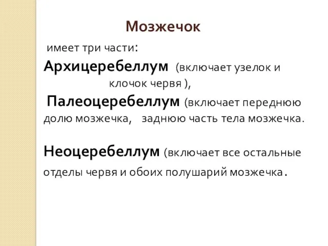 Мозжечок имеет три части: Архицеребеллум (включает узелок и клочок червя