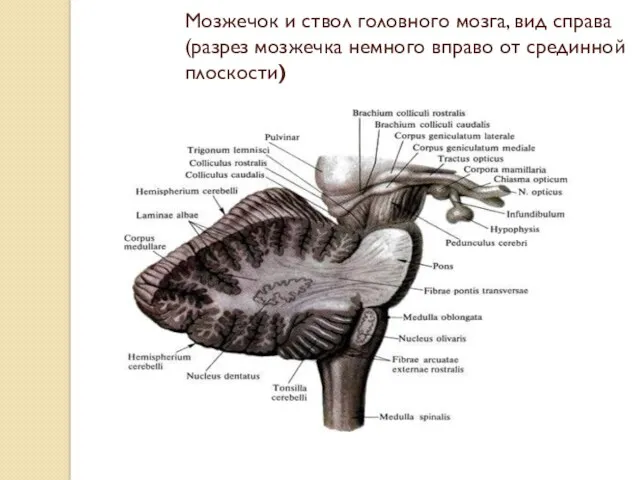 Мозжечок и ствол головного мозга, вид справа (разрез мозжечка немного вправо от срединной плоскости)