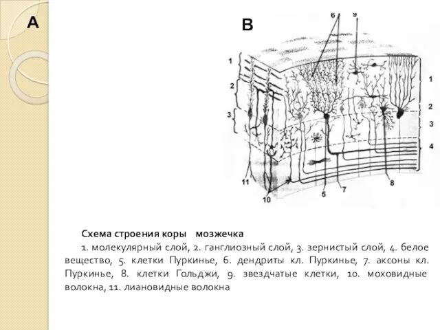 Схема строения коры мозжечка 1. молекулярный слой, 2. ганглиозный слой,