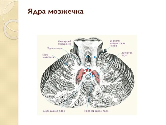 Ядра мозжечка