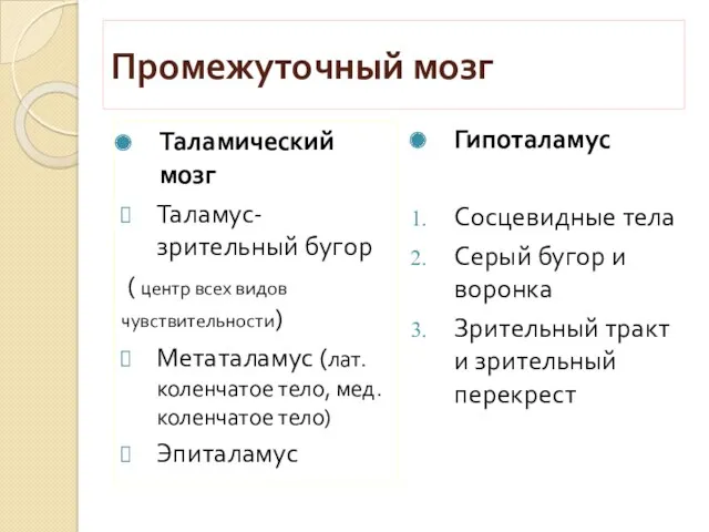 Промежуточный мозг Таламический мозг Таламус- зрительный бугор ( центр всех