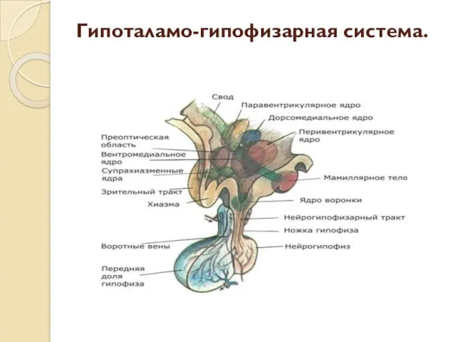 Гипоталамо-гипофизарная система.