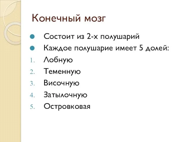 Конечный мозг Состоит из 2-х полушарий Каждое полушарие имеет 5 долей: Лобную Теменную Височную Затылочную Островковая