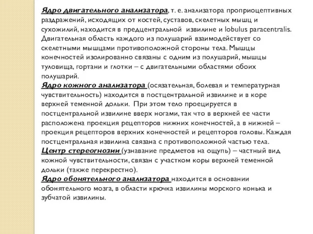 Ядро двигательного анализатора, т. е. анализатора проприоцептивных раздражений, исходящих от