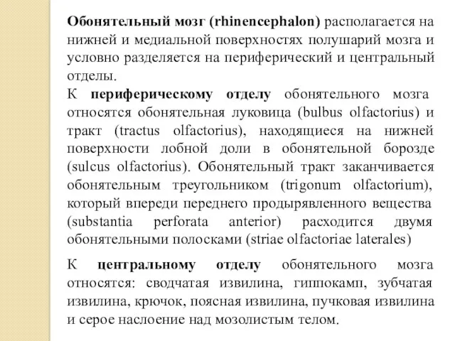 Обонятельный мозг (rhinencephalon) располагается на нижней и медиальной поверхностях полушарий