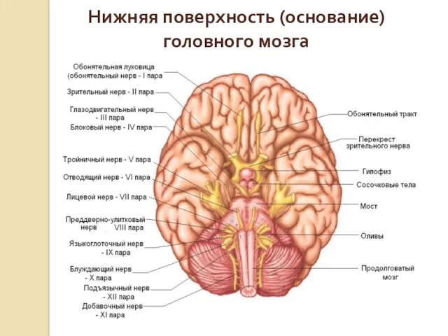 Нижняя поверхность (основание) головного мозга