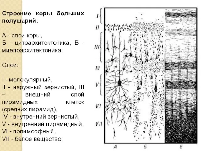 Строение коры больших полушарий: А - слои коры, Б -