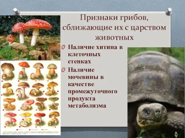 Признаки грибов, сближающие их с царством животных Наличие хитина в