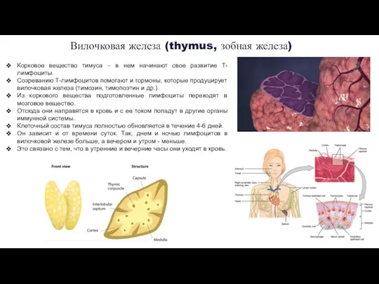 Вилочковая железа (thymus, зобная железа) Корковое вещество тимуса – в