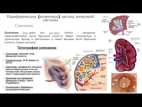 Периферические (вторичные) органы иммунной системы Селезенка Селезёнка (лат. splen, lien,