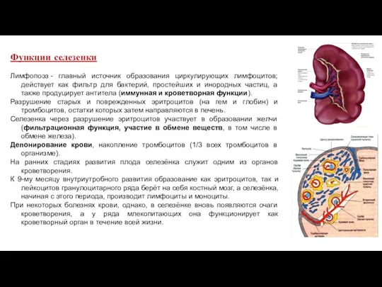 Функции селезенки Лимфопоэз - главный источник образования циркулирующих лимфоцитов; действует