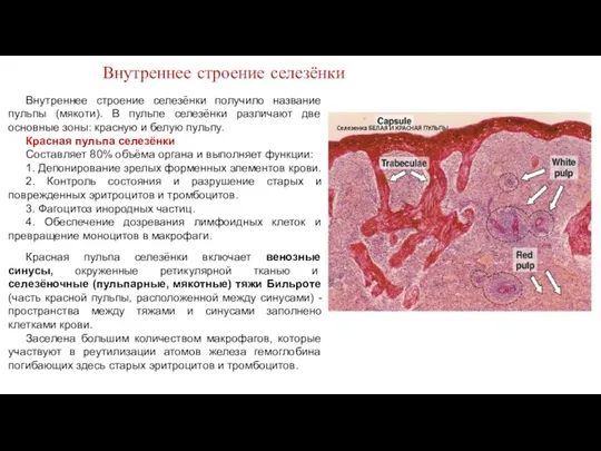 Внутреннее строение селезёнки получило название пульпы (мякоти). В пульпе селезёнки