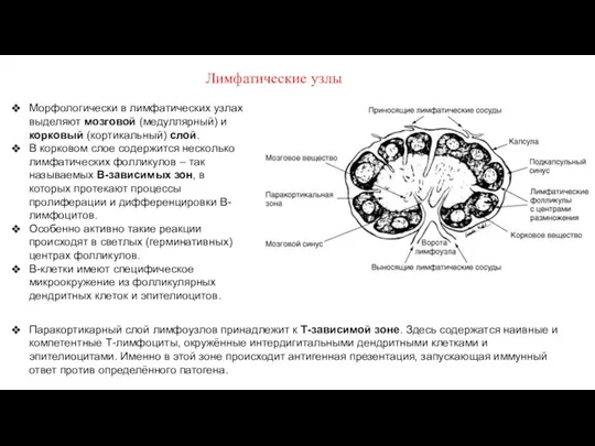 Морфологически в лимфатических узлах выделяют мозговой (медуллярный) и корковый (кортикальный)