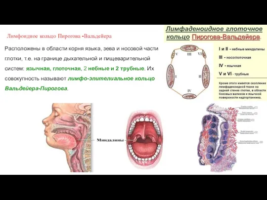 Лимфоидное кольцо Пирогова -Вальдейера Расположены в области корня языка, зева
