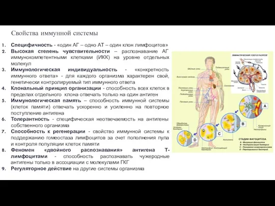 Свойства иммунной системы Специфичность - «один АГ – одно АТ