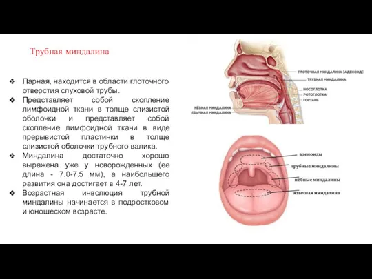 Трубная миндалина Парная, находится в области глоточного отверстия слуховой трубы.