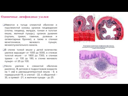Одиночные лимфоидные узелки Имеются в толще слизистой оболочки и подслизистой