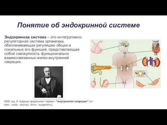 Понятие об эндокринной системе Эндокринная система – это интегративно-регуляторная система