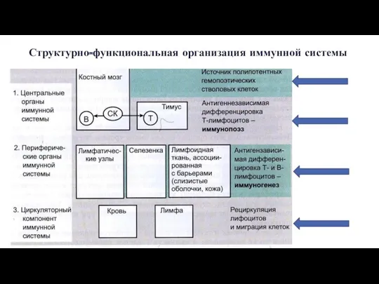 Структурно-функциональная организация иммунной системы