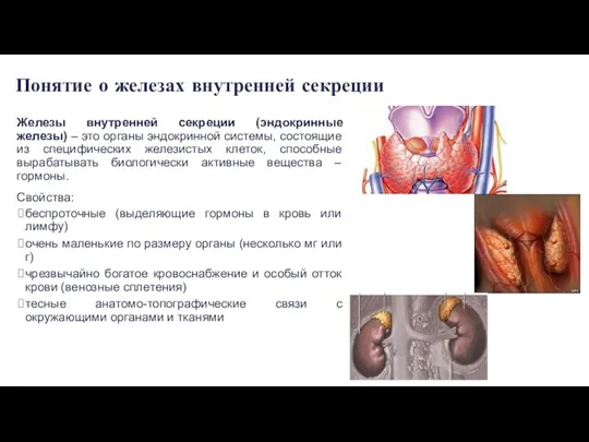 Понятие о железах внутренней секреции Железы внутренней секреции (эндокринные железы)