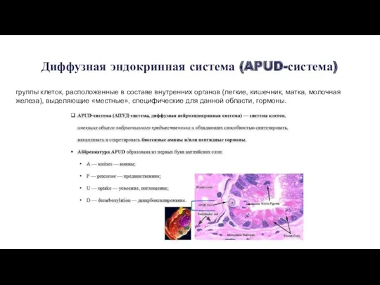Диффузная эндокринная система (APUD-система) группы клеток, расположенные в составе внутренних