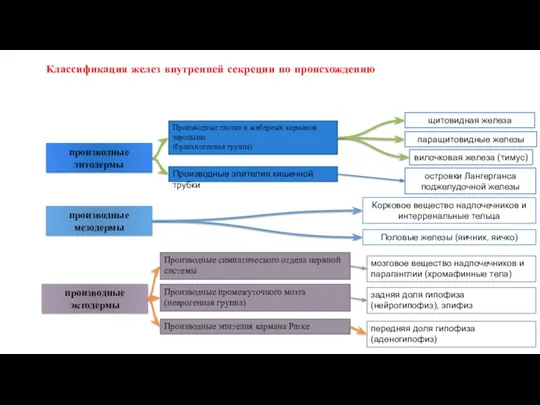 Классификация желез внутренней секреции по происхождению производные энтодермы производные мезодермы