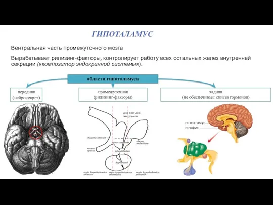 ГИПОТАЛАМУС Вентральная часть промежуточного мозга Вырабатывает рилизинг-факторы, контролирует работу всех