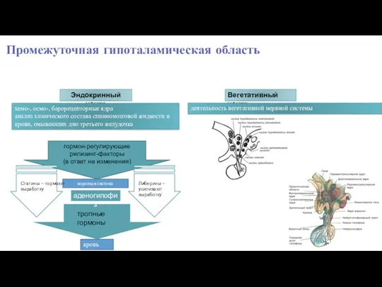 Промежуточная гипоталамическая область Эндокринный центр Вегетативный центр хемо-, осмо-, барорецепторные