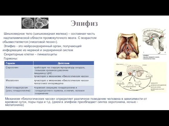Эпифиз Шишковидное тело (шишковидная железа) – составная часть надталамической области