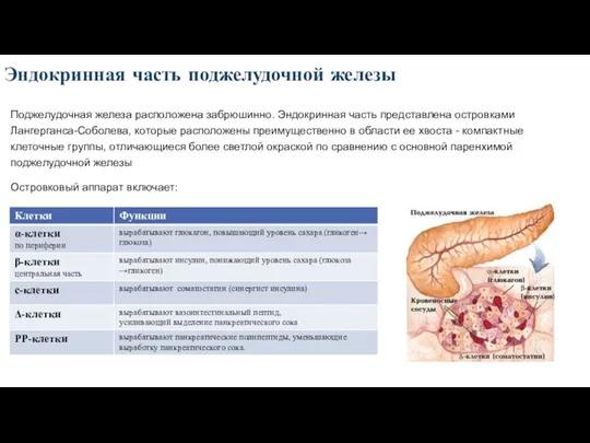 Эндокринная часть поджелудочной железы Поджелудочная железа расположена забрюшинно. Эндокринная часть