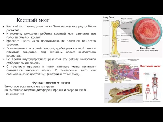 Костный мозг Костный мозг закладывается на 3-ем месяце внутриутробного развития.