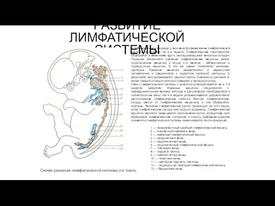 РАЗВИТИЕ ЛИМФАТИЧЕСКОЙ СИСТЕМЫ 1 — поверхностный шейный лимфатический мешок; 2