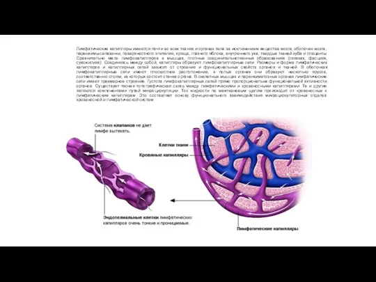 Лимфатические капилляры имеются почти во всех тканях и органах тела