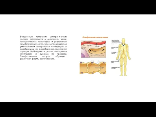 Возрастные изменения лимфатических сосудов выражаются в запустении части лимфатических капилляров