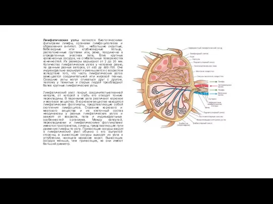 Лимфатические узлы являются биологическими фильтрами лимфы, органами лимфоцитопоэза и образования
