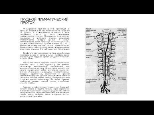 ГРУДНОЙ ЛИМФАТИЧЕСКИЙ ПРОТОК Формирование грудного протока происходит в брюшной полости,