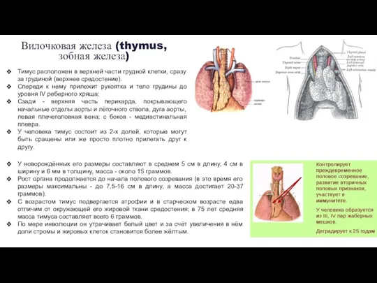 Вилочковая железа (thymus, зобная железа) У новорождённых его размеры составляют