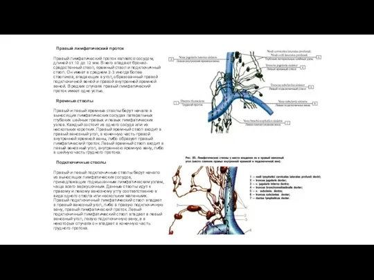 Правый лимфатический проток Правый лимфатический проток является сосудом, длиной от