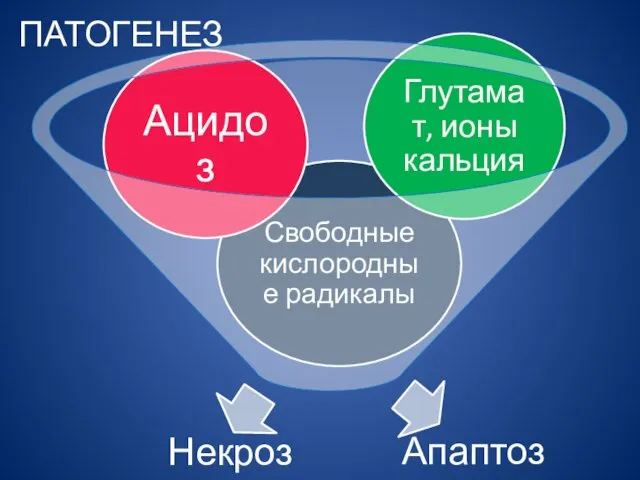 ПАТОГЕНЕЗ Апаптоз