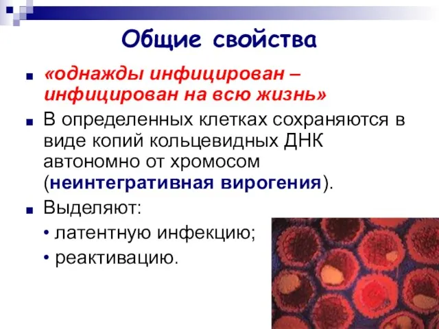 Общие свойства «однажды инфицирован – инфицирован на всю жизнь» В