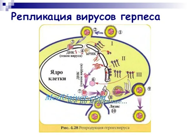 Репликация вирусов герпеса