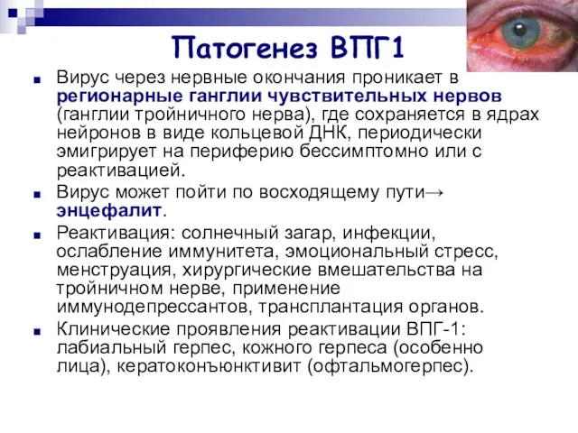 Патогенез ВПГ1 Вирус через нервные окончания проникает в регионарные ганглии