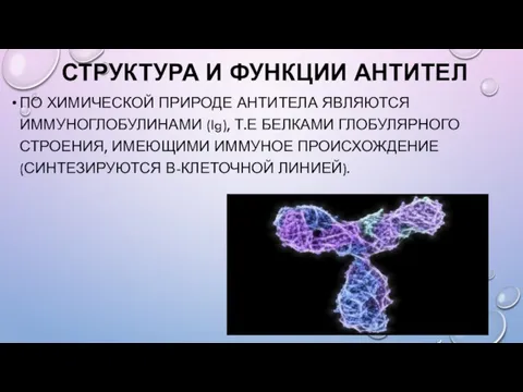 СТРУКТУРА И ФУНКЦИИ АНТИТЕЛ ПО ХИМИЧЕСКОЙ ПРИРОДЕ АНТИТЕЛА ЯВЛЯЮТСЯ ИММУНОГЛОБУЛИНАМИ