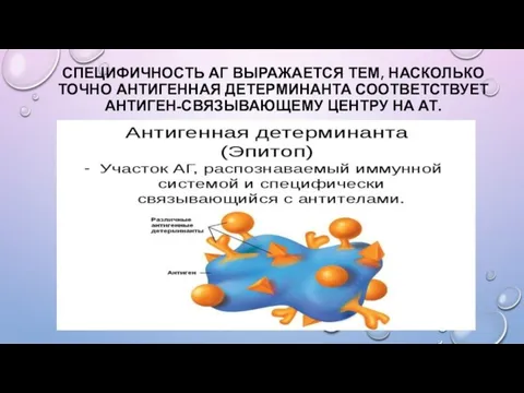 СПЕЦИФИЧНОСТЬ АГ ВЫРАЖАЕТСЯ ТЕМ, НАСКОЛЬКО ТОЧНО АНТИГЕННАЯ ДЕТЕРМИНАНТА СООТВЕТСТВУЕТ АНТИГЕН-СВЯЗЫВАЮЩЕМУ ЦЕНТРУ НА АТ.