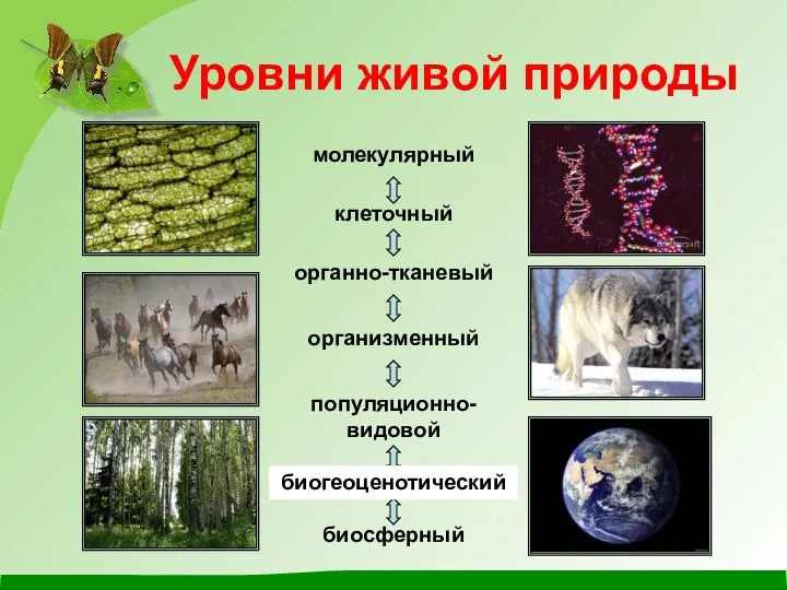 Уровни живой природы органно-тканевый организменный популяционно-видовой экосистемный биосферный биогеоценотический молекулярный клеточный