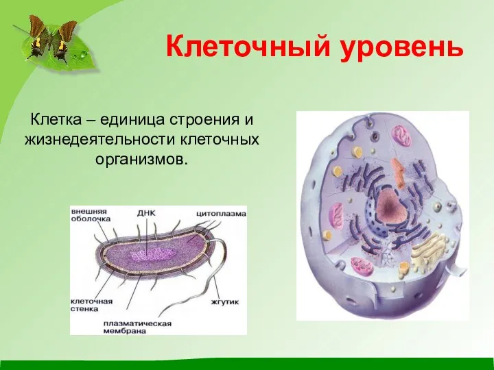 Клеточный уровень Клетка – единица строения и жизнедеятельности клеточных организмов.