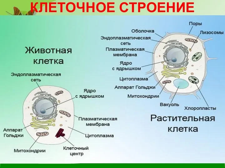 КЛЕТОЧНОЕ СТРОЕНИЕ