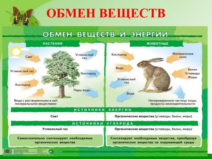 ОБМЕН ВЕЩЕСТВ